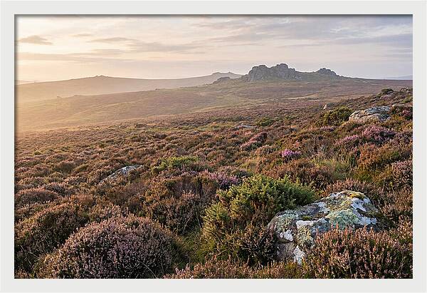 Flowering Heather Moorland