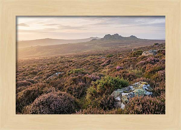 Flowering Heather Moorland