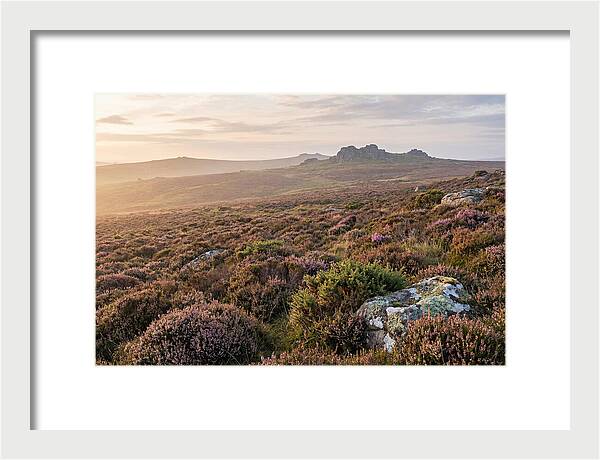 Flowering Heather Moorland