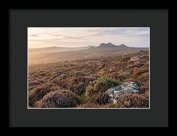 Flowering Heather Moorland