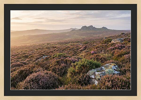 Flowering Heather Moorland