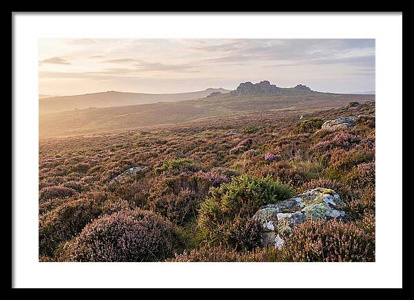 Flowering Heather Moorland