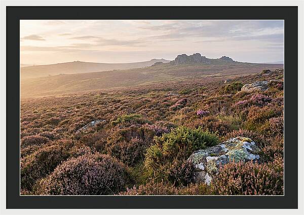 Flowering Heather Moorland