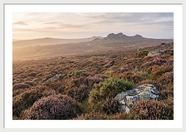 Flowering Heather Moorland