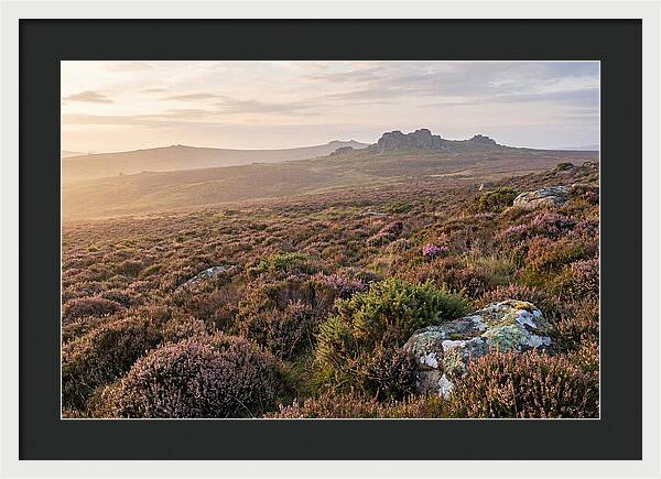 Flowering Heather Moorland