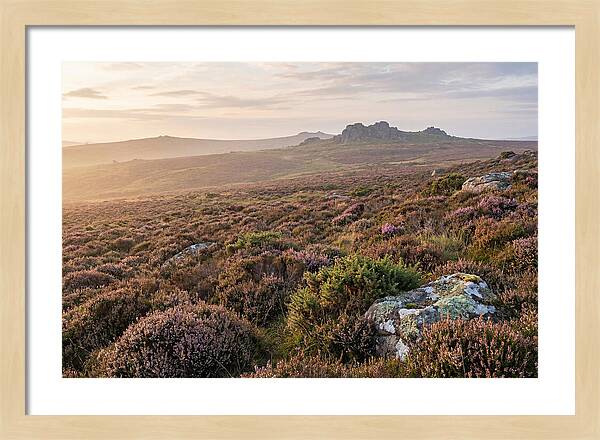 Flowering Heather Moorland