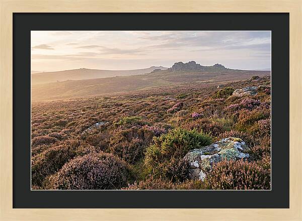 Flowering Heather Moorland