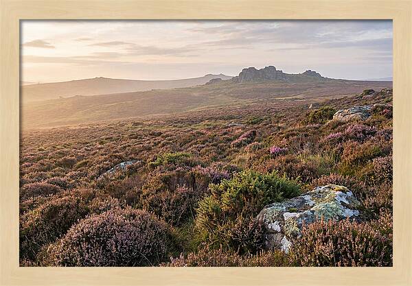 Flowering Heather Moorland