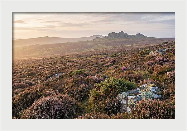 Flowering Heather Moorland