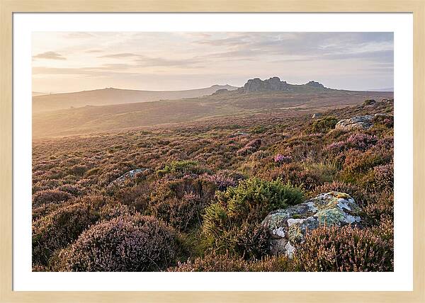 Flowering Heather Moorland