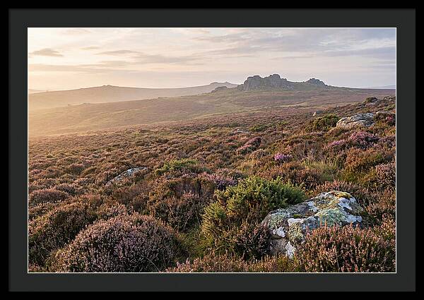 Flowering Heather Moorland