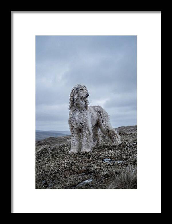 Flowing Elegance Of The Afghan Hound