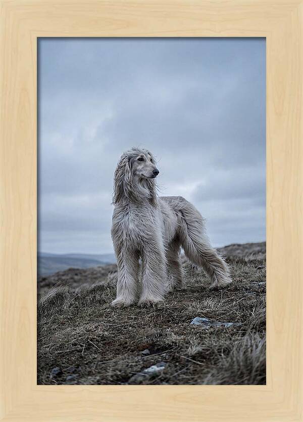 Flowing Elegance Of The Afghan Hound