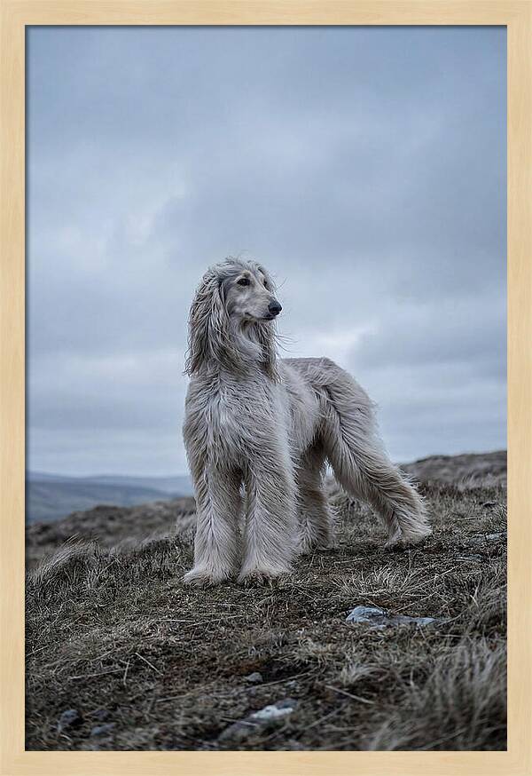 Flowing Elegance Of The Afghan Hound