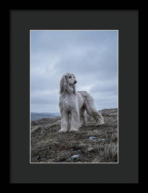 Flowing Elegance Of The Afghan Hound