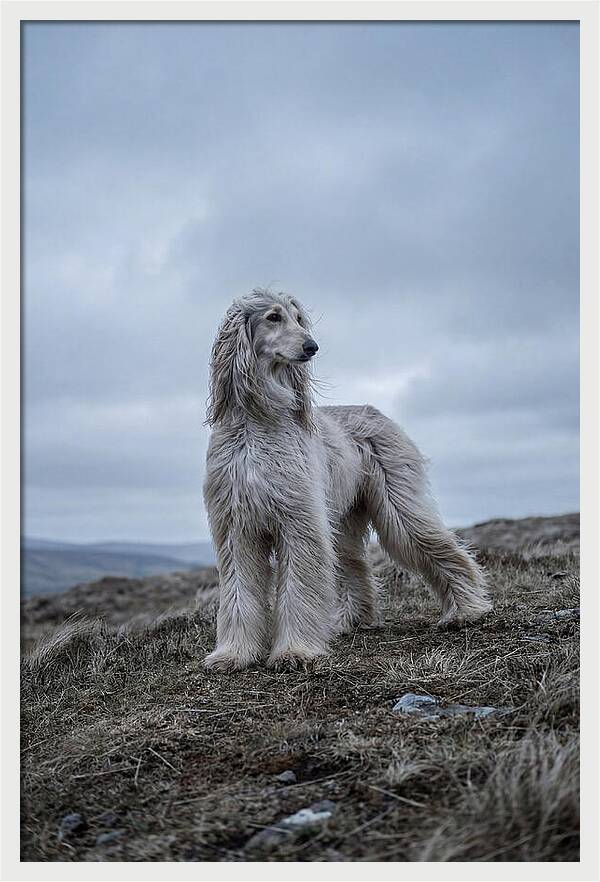 Flowing Elegance Of The Afghan Hound