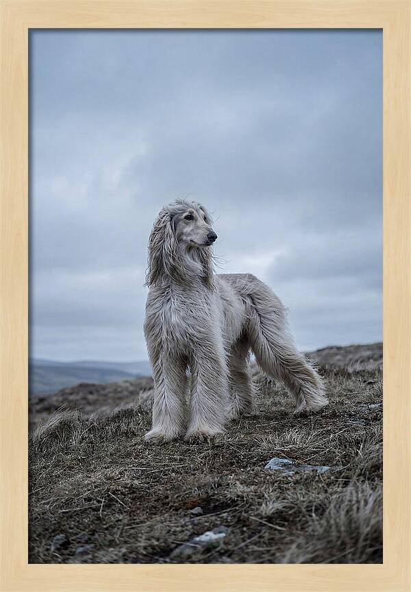 Flowing Elegance Of The Afghan Hound