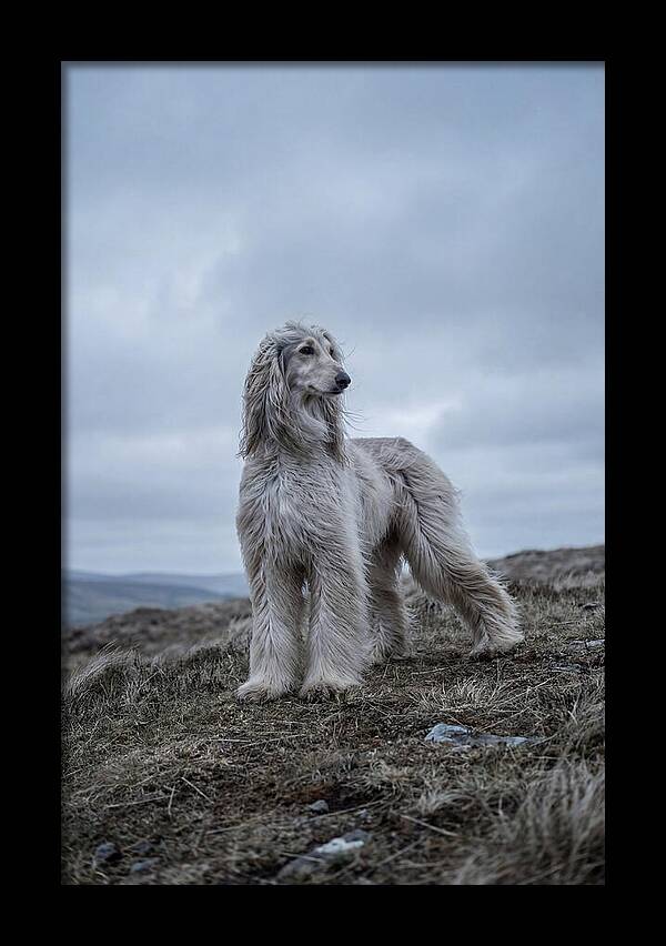 Flowing Elegance Of The Afghan Hound