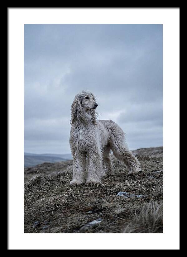 Flowing Elegance Of The Afghan Hound