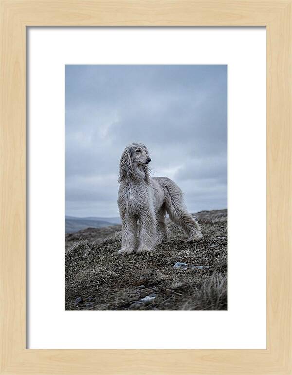 Flowing Elegance Of The Afghan Hound