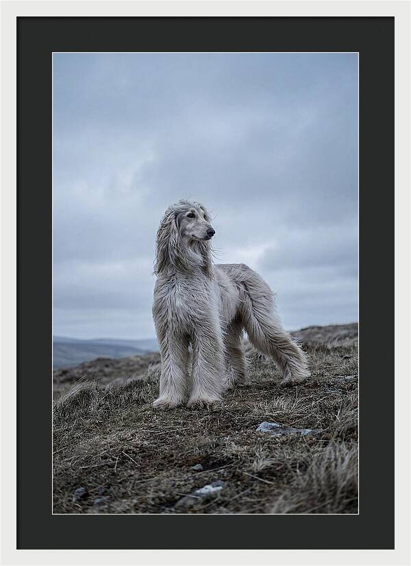 Flowing Elegance Of The Afghan Hound