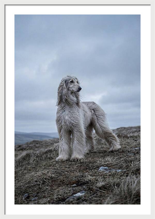 Flowing Elegance Of The Afghan Hound