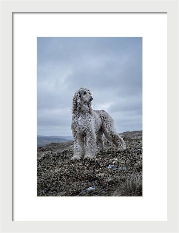Flowing Elegance Of The Afghan Hound