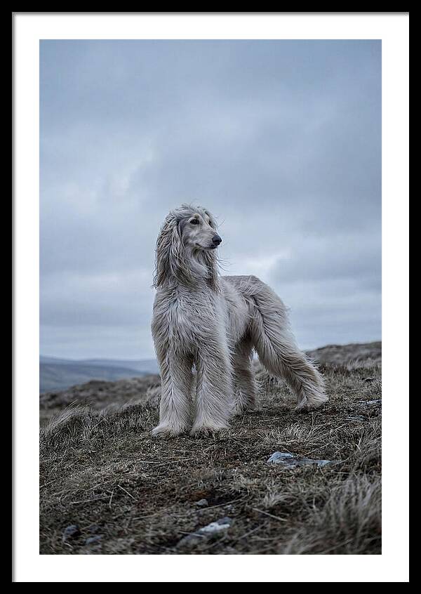 Flowing Elegance Of The Afghan Hound