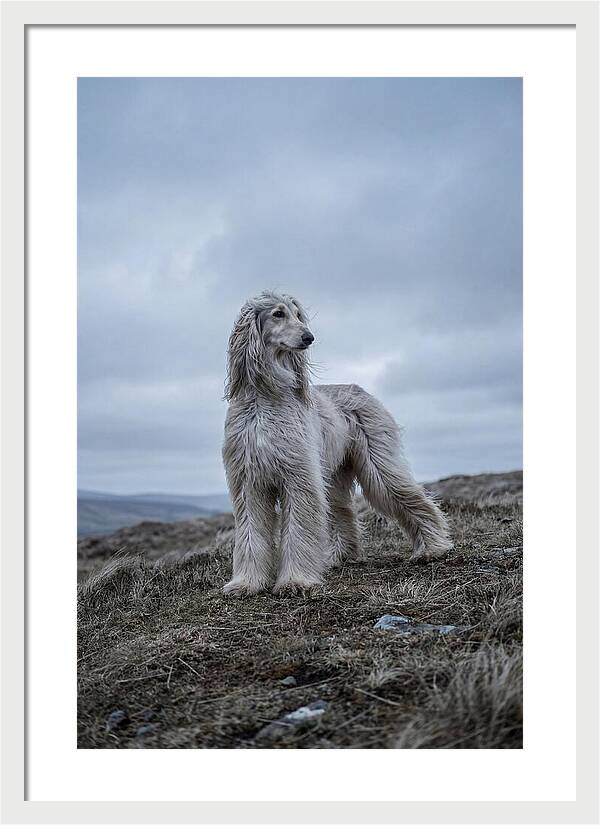 Flowing Elegance Of The Afghan Hound