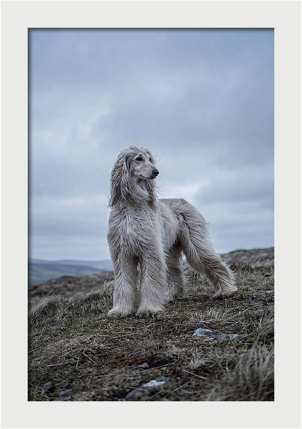 Flowing Elegance Of The Afghan Hound
