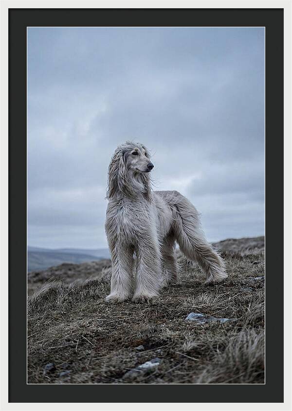 Flowing Elegance Of The Afghan Hound