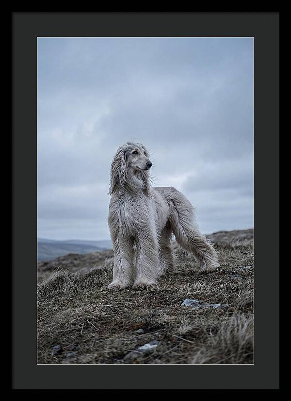 Flowing Elegance Of The Afghan Hound