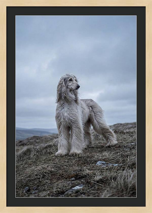Flowing Elegance Of The Afghan Hound