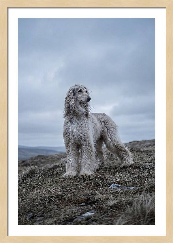 Flowing Elegance Of The Afghan Hound