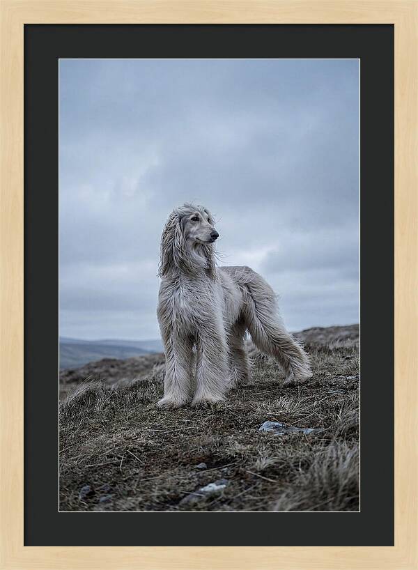 Flowing Elegance Of The Afghan Hound
