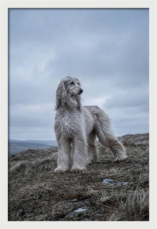 Flowing Elegance Of The Afghan Hound