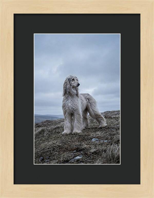 Flowing Elegance Of The Afghan Hound