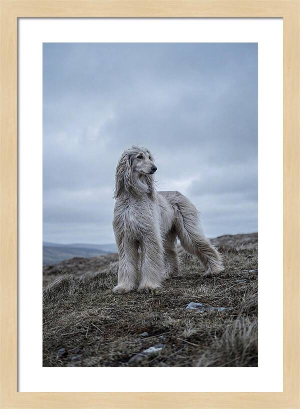 Flowing Elegance Of The Afghan Hound