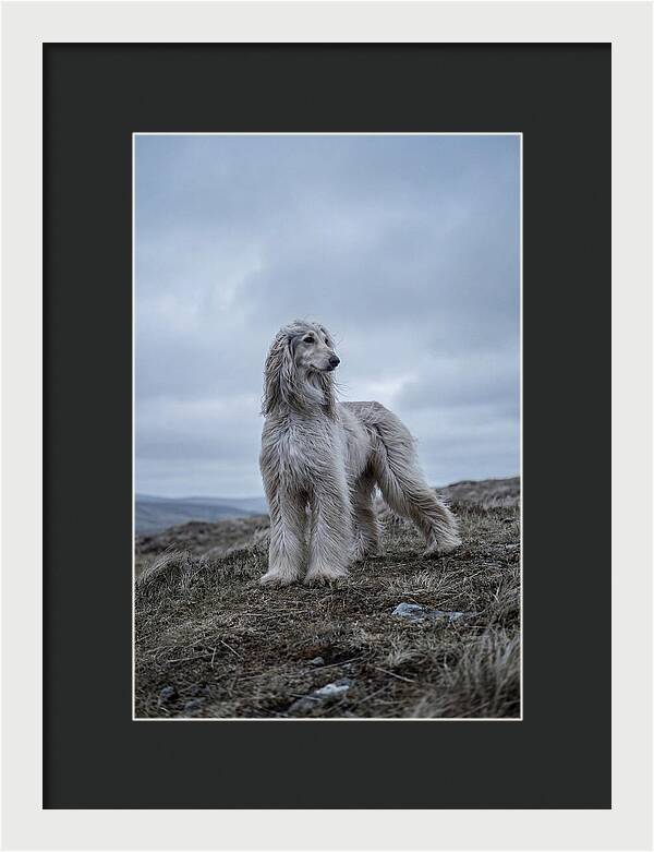 Flowing Elegance Of The Afghan Hound