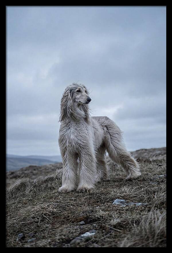 Flowing Elegance Of The Afghan Hound