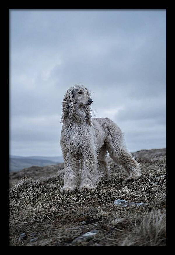 Flowing Elegance Of The Afghan Hound