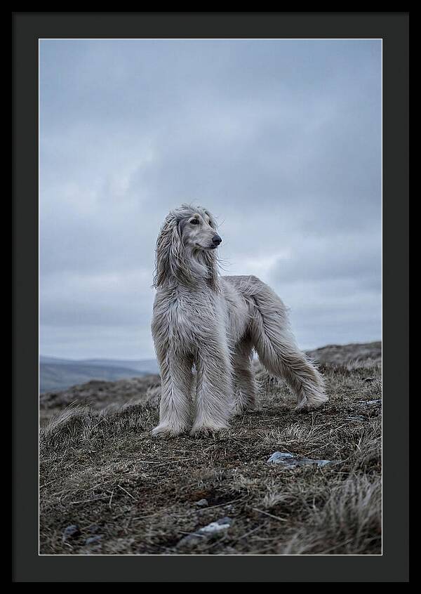 Flowing Elegance Of The Afghan Hound