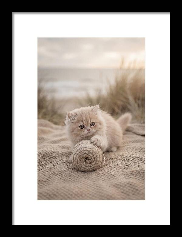 Fluffy Persian Kitten Playing With Yarn