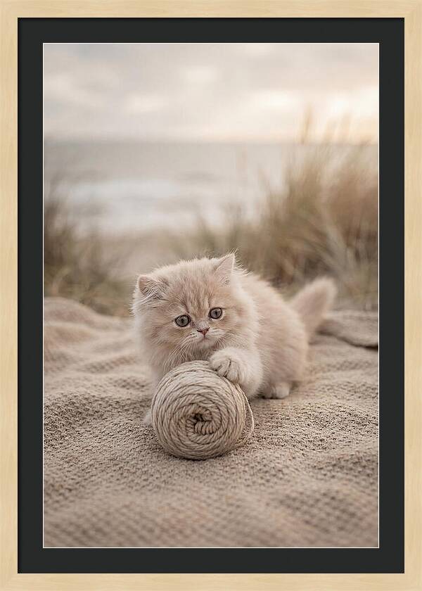 Fluffy Persian Kitten Playing With Yarn