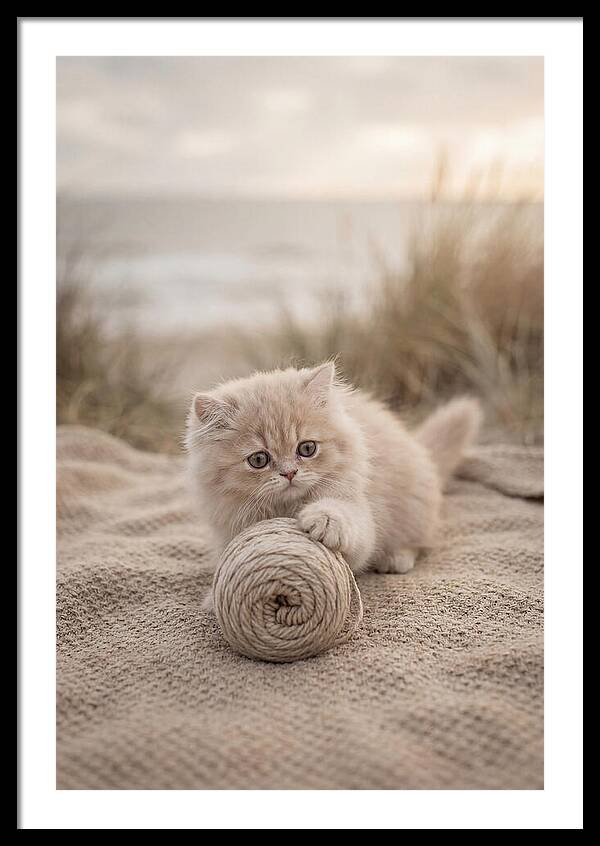 Fluffy Persian Kitten Playing With Yarn