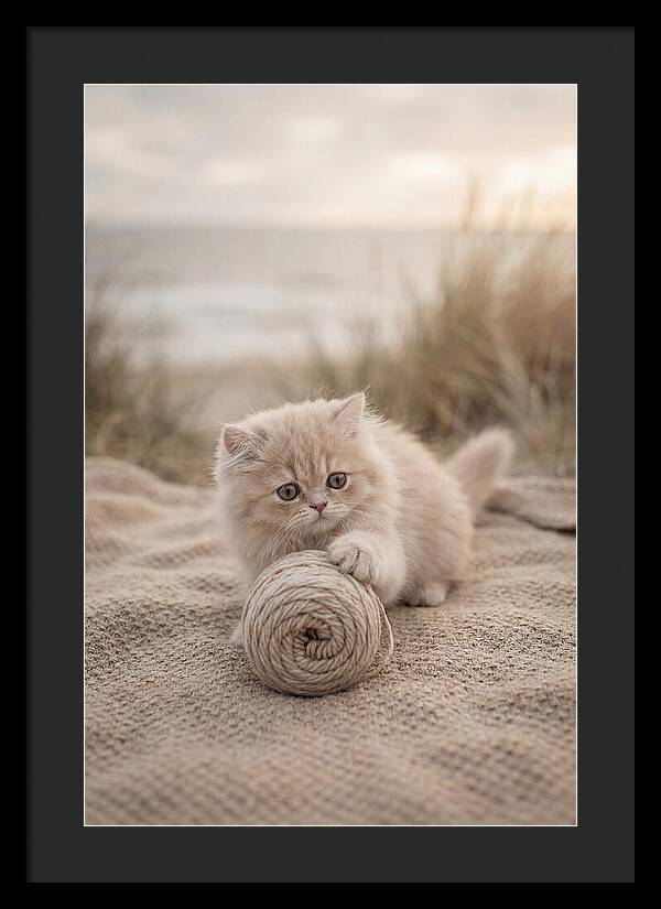 Fluffy Persian Kitten Playing With Yarn