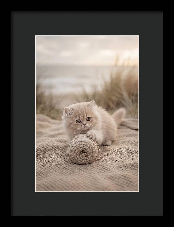 Fluffy Persian Kitten Playing With Yarn