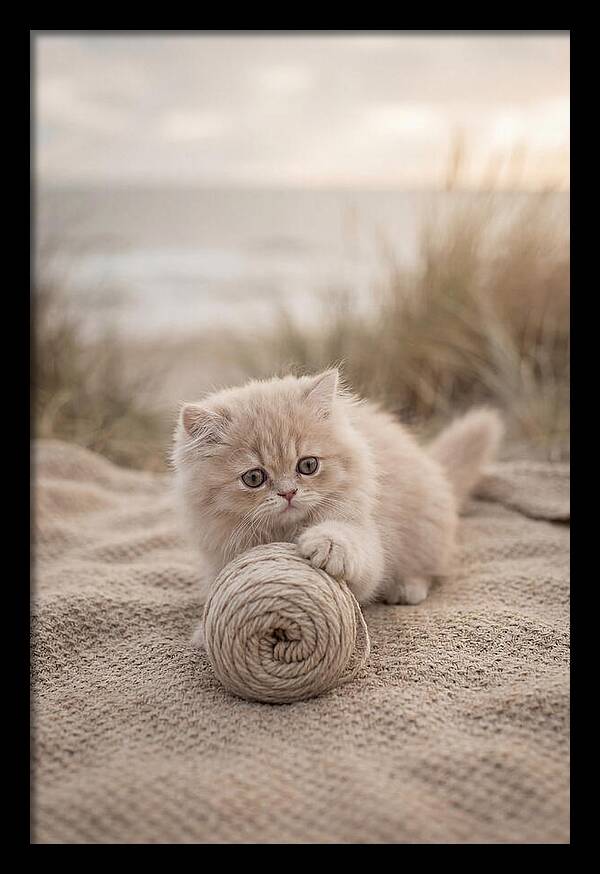 Fluffy Persian Kitten Playing With Yarn