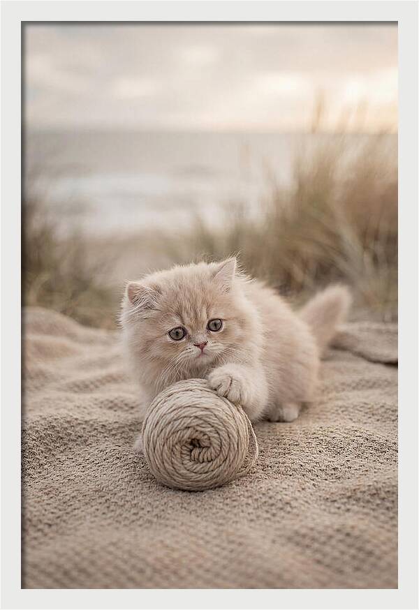 Fluffy Persian Kitten Playing With Yarn