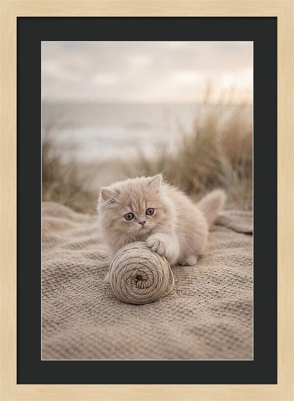 Fluffy Persian Kitten Playing With Yarn